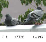 hato7