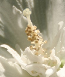 mukugesinn2