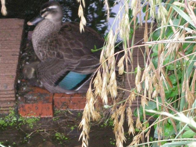 仔ガモを抱く母ガモ