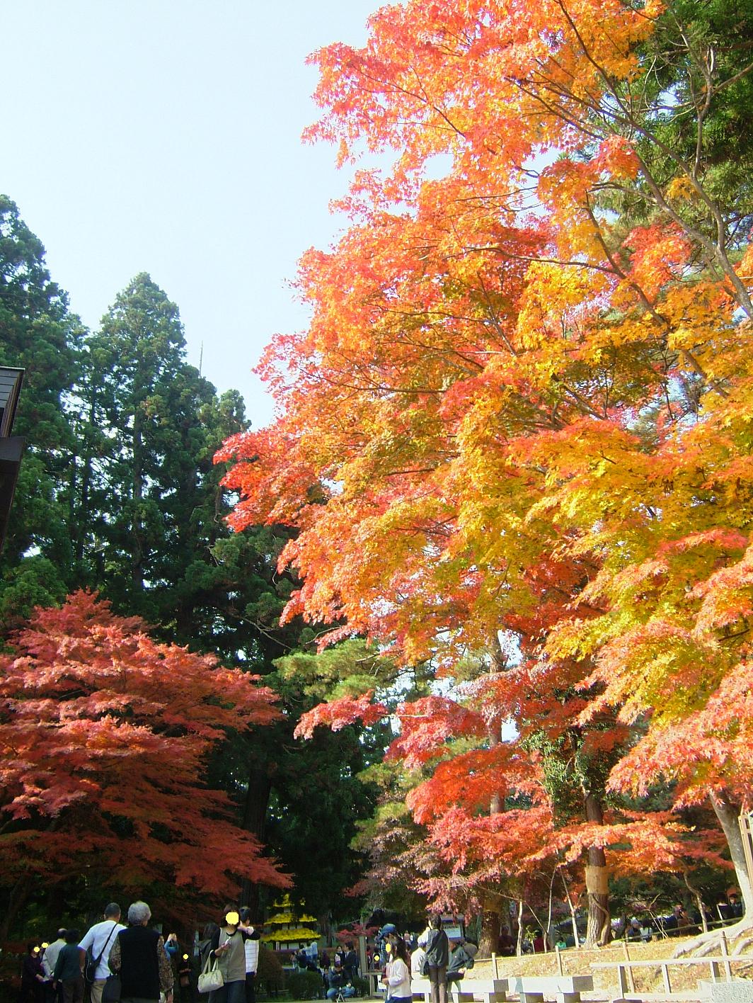 中尊寺紅葉.JPG