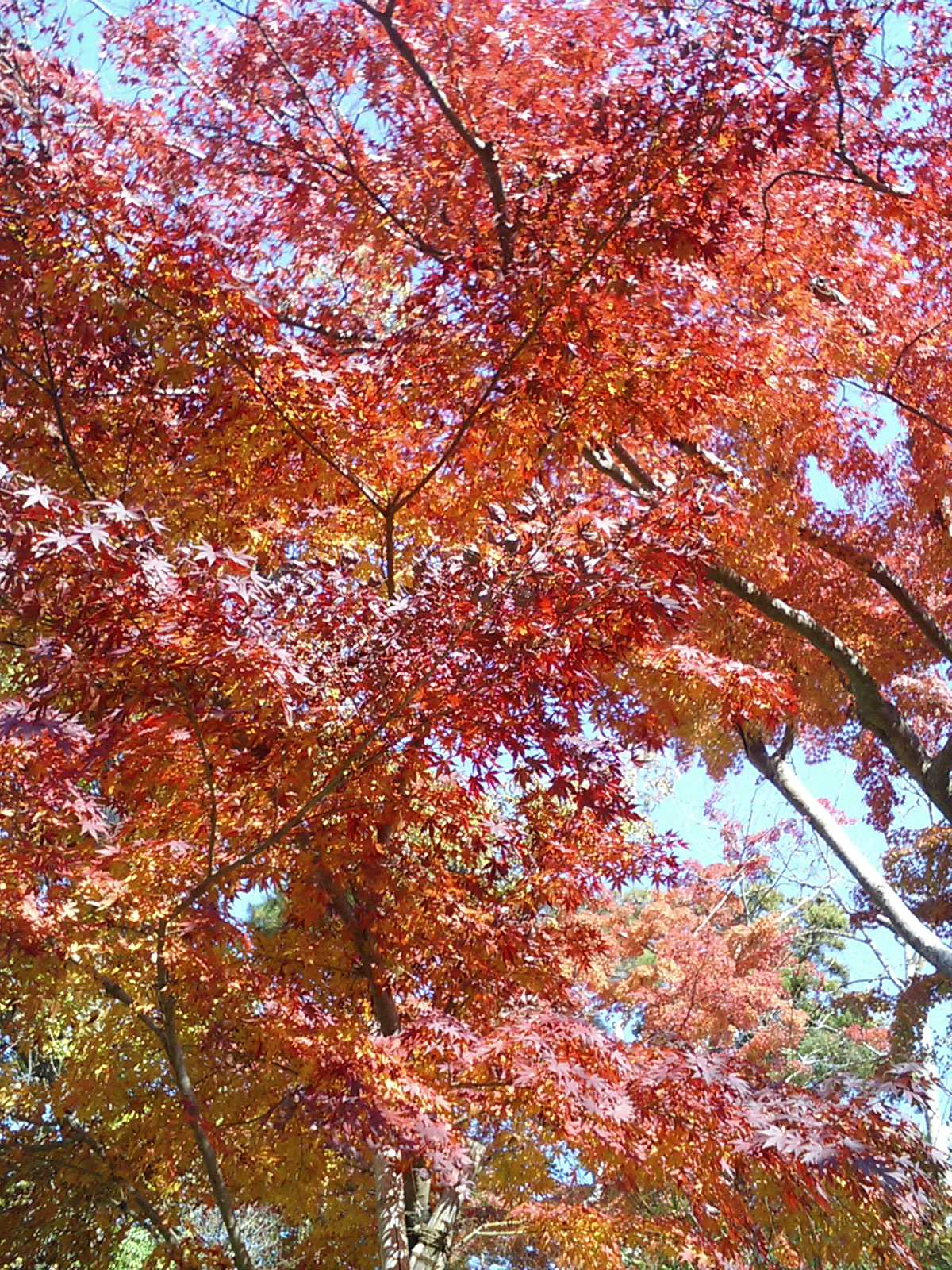 成田山新勝寺