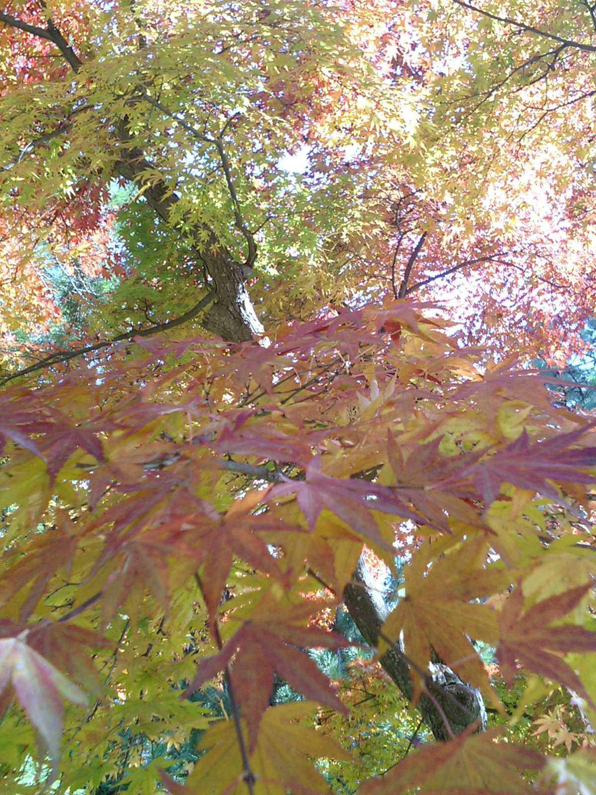 成田山新勝寺