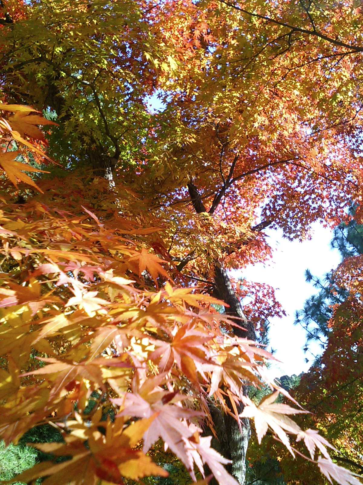 成田山新勝寺