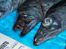 太刀魚の顔