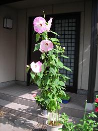 アメリカン芙蓉１