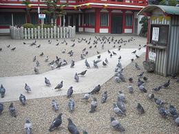 鳩