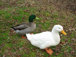 鳥たち