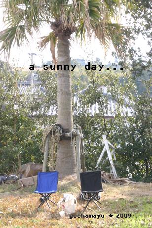 20090127_sunnyday.JPG