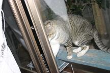 20081216_neko4.JPG