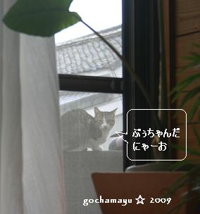 20090112_bu-chan.JPG