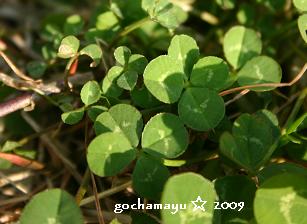 20090227_clovers.JPG