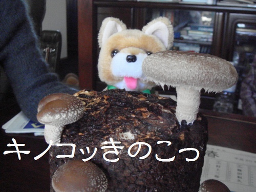きのこ♪