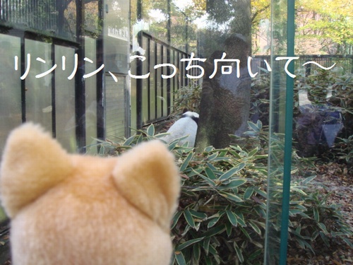 上野動物園2
