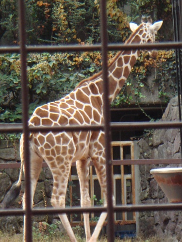 上野動物園14