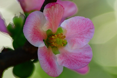 木瓜の花