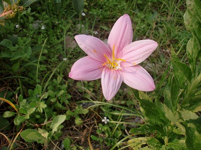 路傍の花