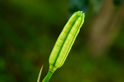 百合の味