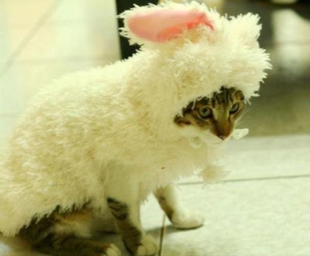 画像はイメージです