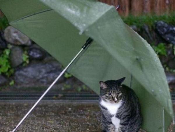 画像はイメージです