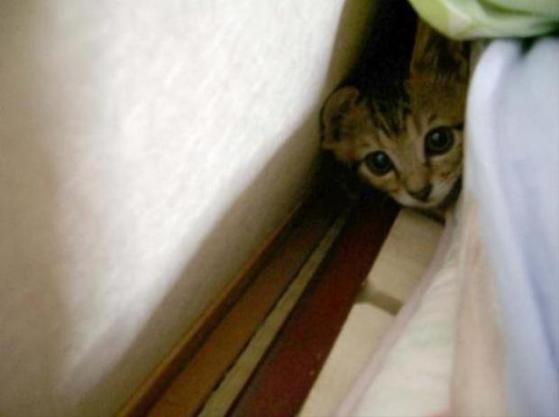 画像はイメージです