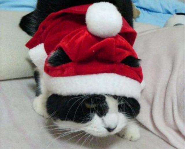 画像はイメージです