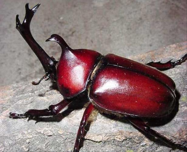 画像はイメージです