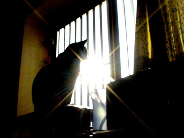 画像はイメージです