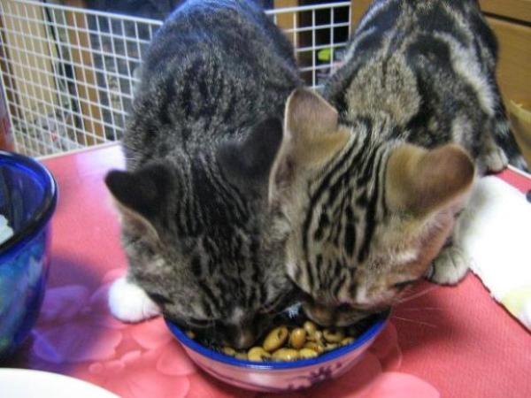 画像はイメージです