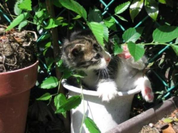 画像はイメージです