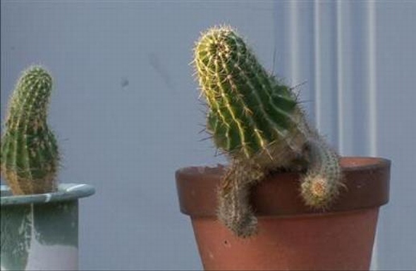 気力がない画像