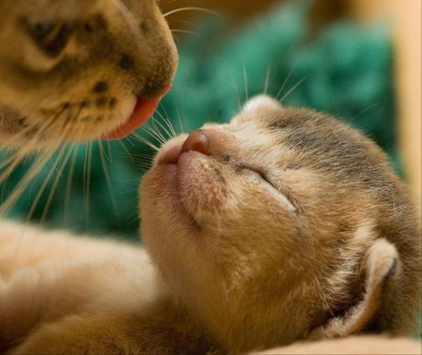 画像はイメージです