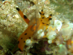 m06