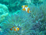 GBR06