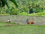 lombok