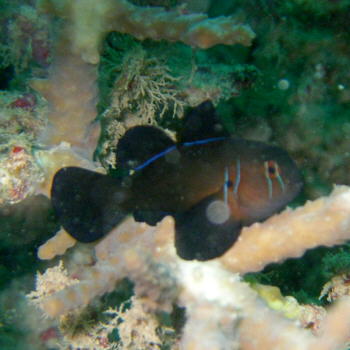 trw-61