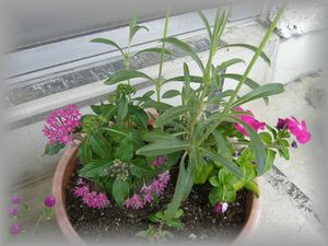 寄せ植え.jpg
