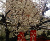 観音の近くの桜　ほぼ満開☆