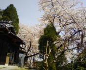 我が実家の？桜達