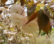 八重桜は満開☆