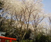 今日の満開桜