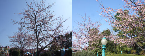 SAKURA2008