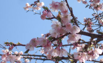 SAKURA2008-1