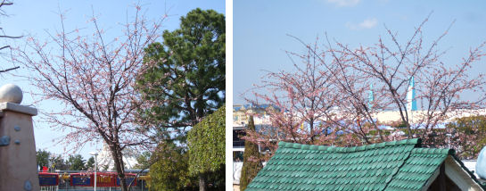 SAKURA2008-2