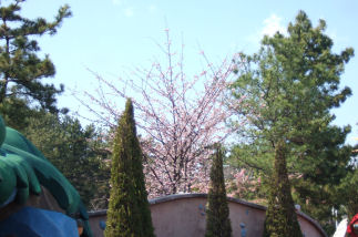 SAKURA2008-3