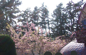 SAKURA2008-4