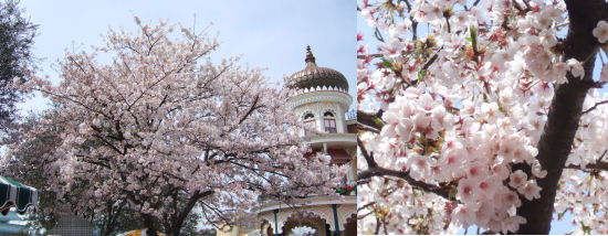 SAKURA2008-9