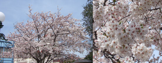 SAKURA2008-10