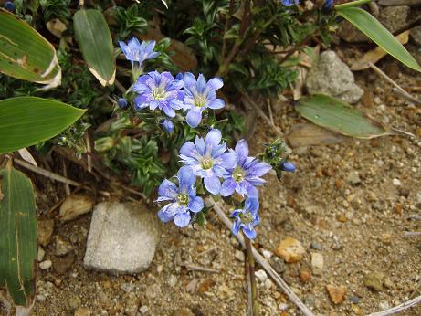 タテヤマリンドウ