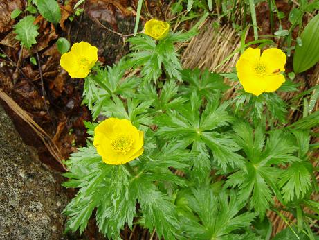 シナノキンバイ