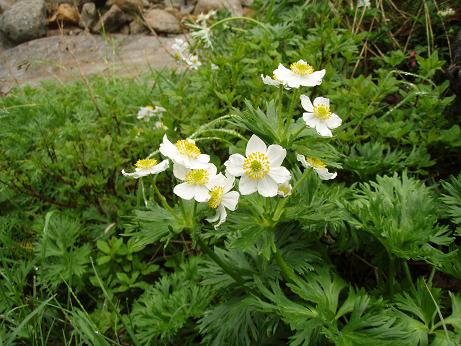 ハクサンイチゲ